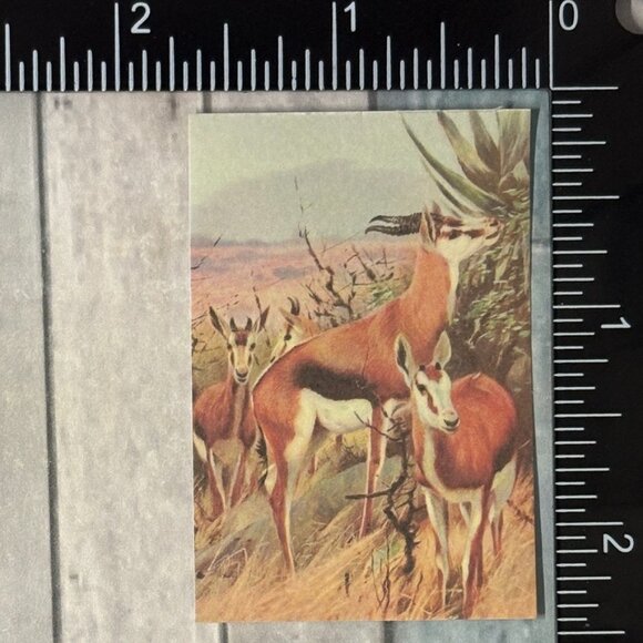 ๐10/$10๐ Classic Hoofed Beasts Reusable Washi Sticker Decal - Picture 1 of 1